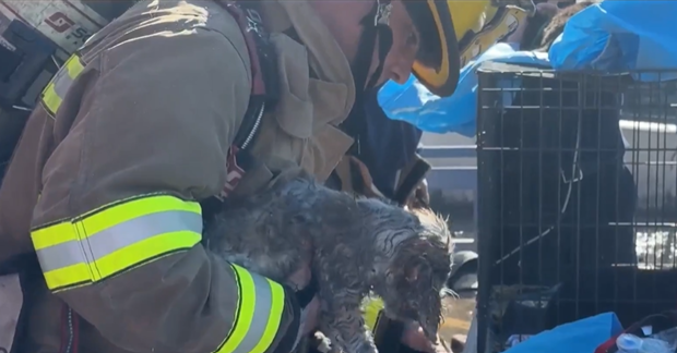 579 Animals Killed in Devastating Dallas Fire at Shopping Center