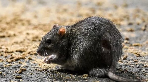 Brutal New York Cold Snap is 'Terrifying' City Rats