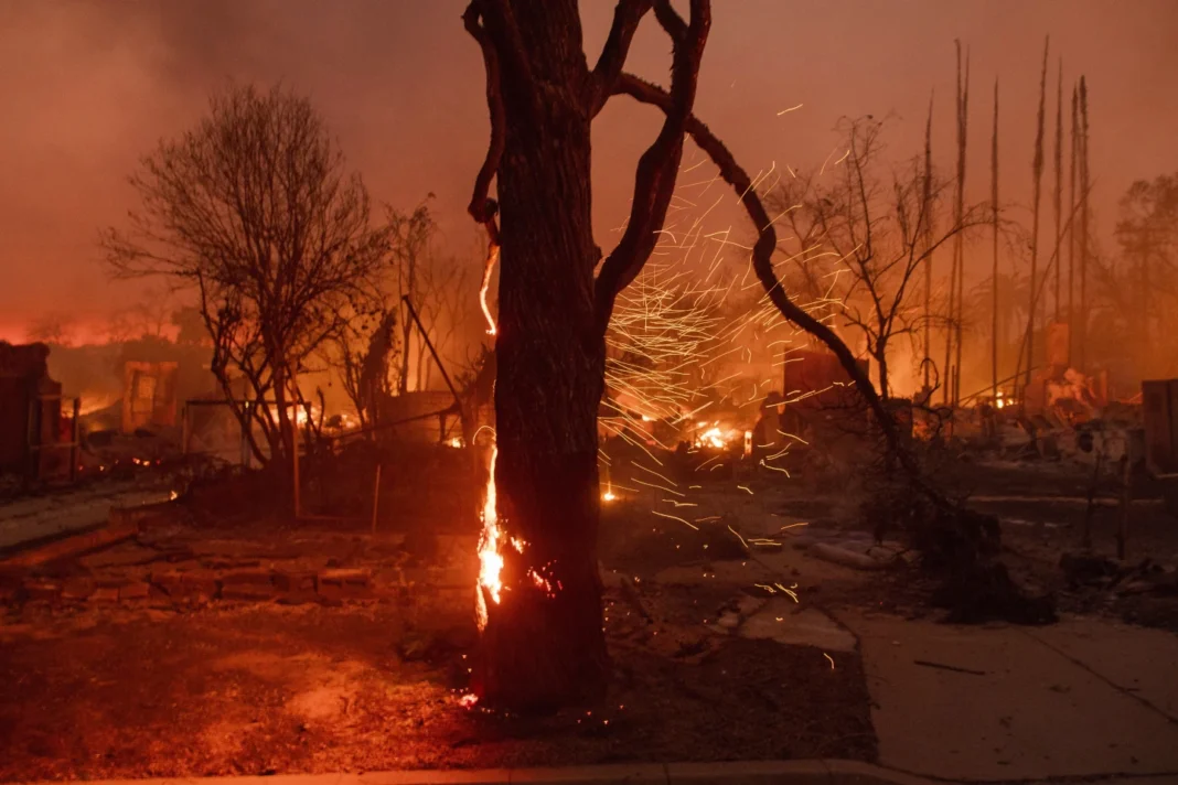 Los Angeles Tree Advocates Face Setbacks as Fires Ravage Urban Forests