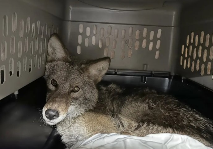 Surprising Rescue: Wild Coyote Rescued from Aldi Fridge in Shocking Chicago Incident