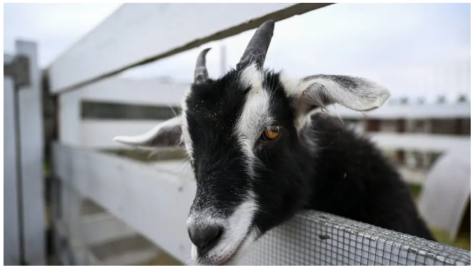 Teen Arrested for Allegedly Poisoning Goat with Pesticide in Shocking Schoolyard Tragedy