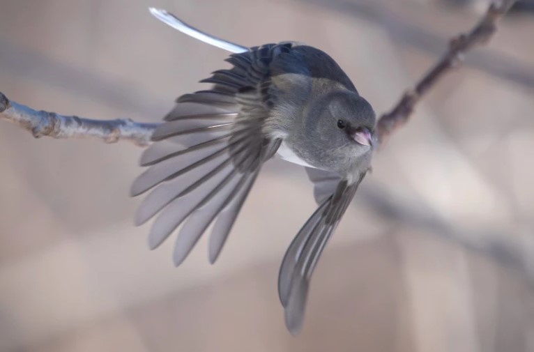 Winter in Chicago: Juncos in the Snow and the “Too Cold to Fish” Blues